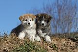 AKITA INU 093